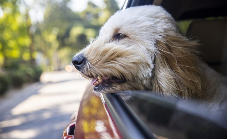 愛犬と一緒に旅行するための5つのヒント
