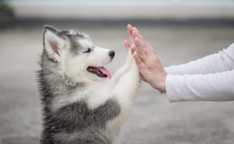 子犬のドッグフードは？子犬のご飯にローフード(生食) をあげるメリット